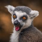 Katta,Lemuren,Madagaskar...