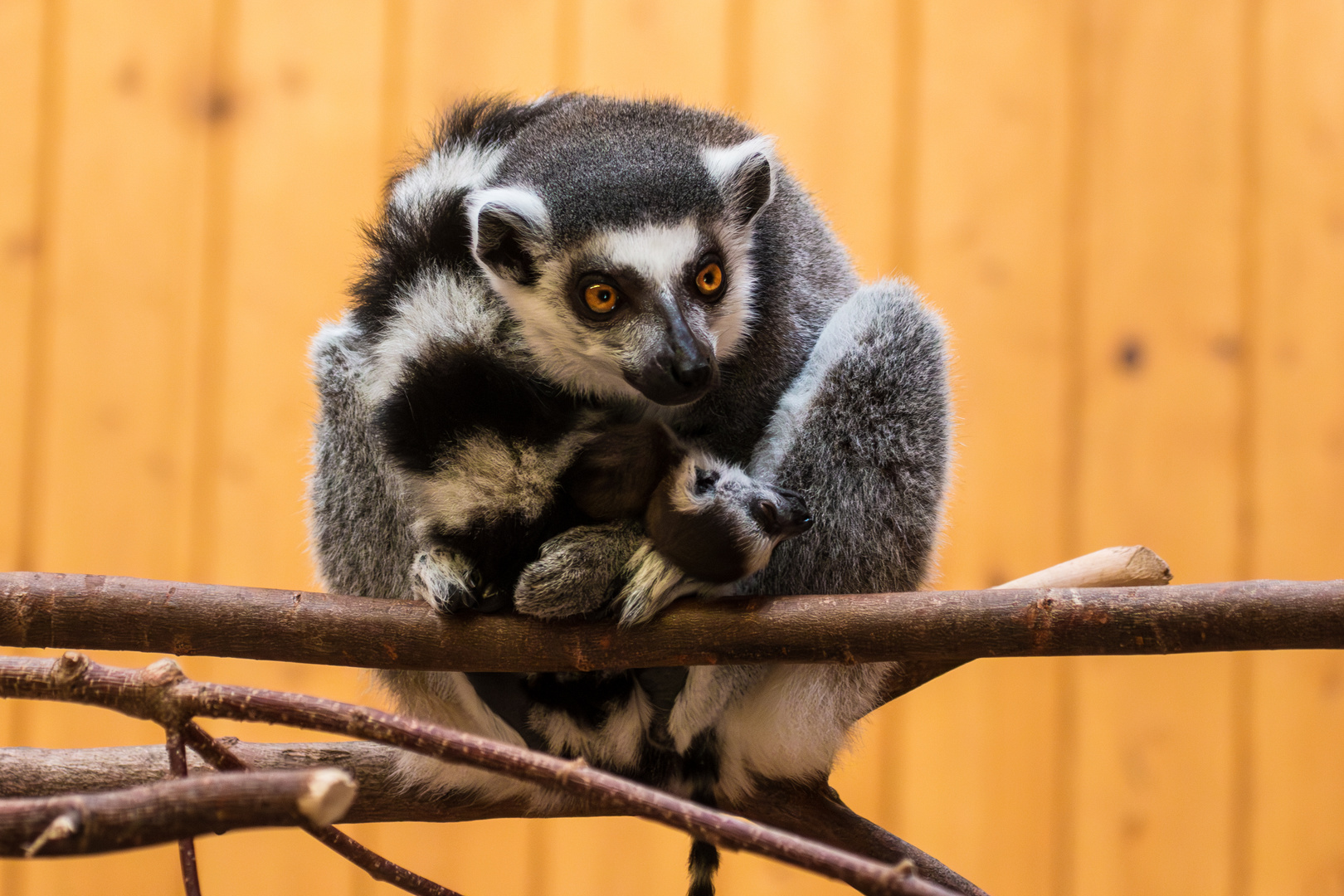 Kattanachwuchs Verbessert-RR-Bearbeitet