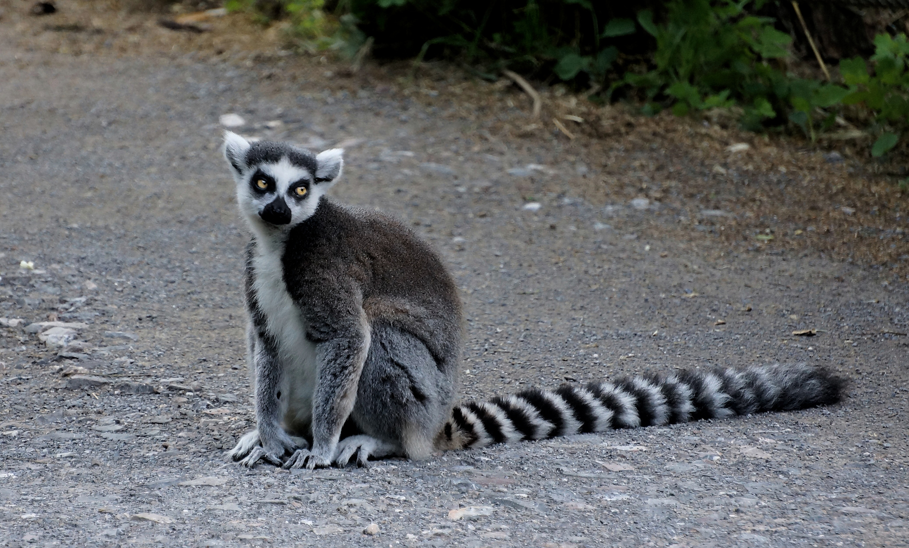 Kattas auf der Lemureninsel