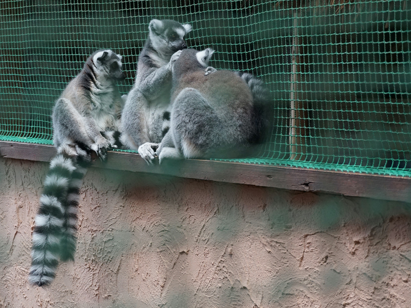 Kattas bei der Fellpflege