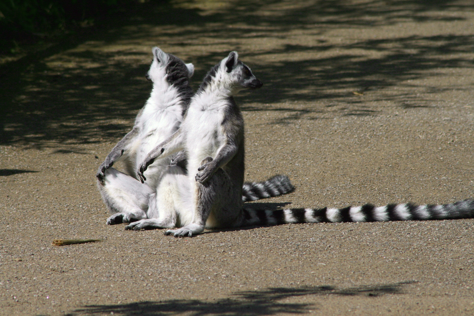 Kattas beim Sonnenanbeten 2