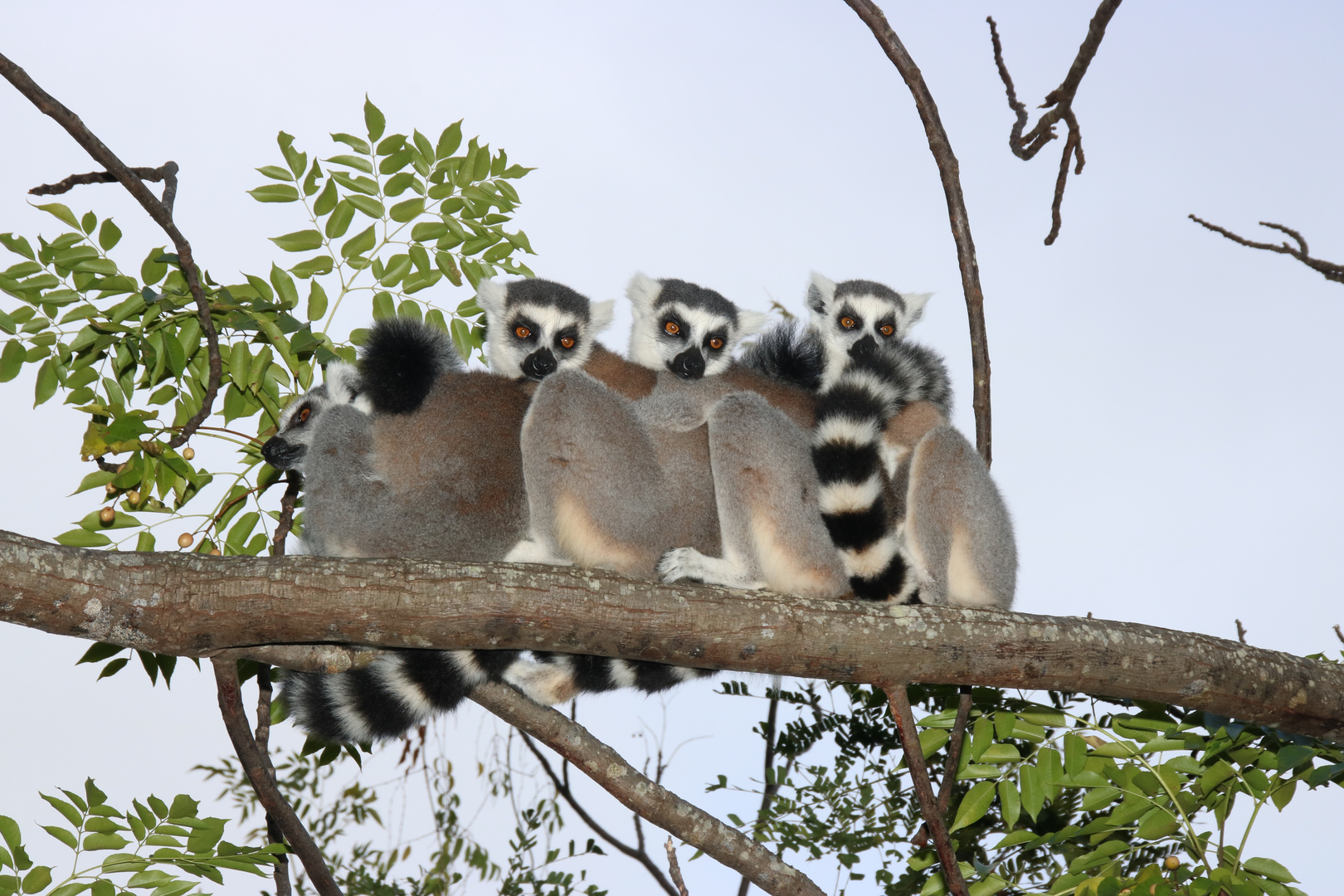 Kattas im Anja Park in der Nähe von Ambalavao