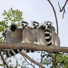 Kattas im Anja Park in der Nähe von Ambalavao