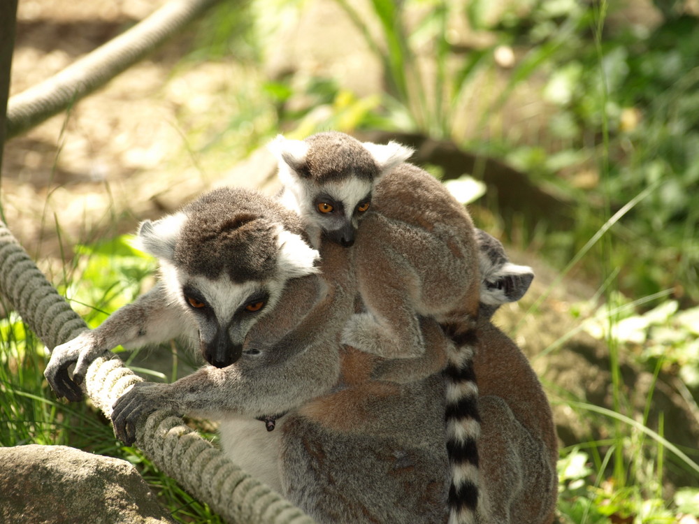 Kattas im Duisburger Zoo