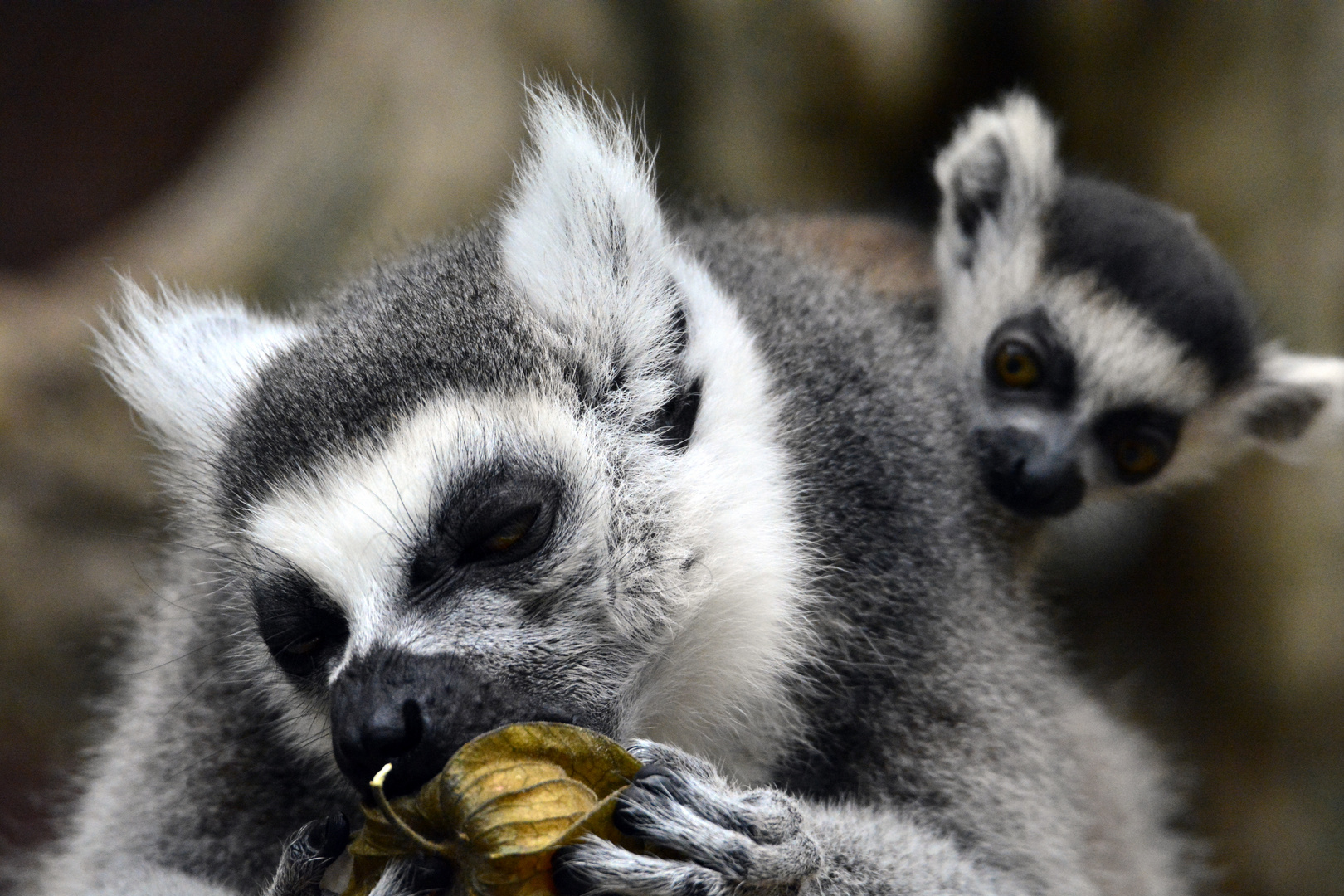 Kattas im Münchner Zoo