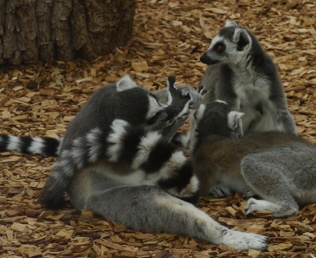 Kattas im Rostocker Zoo - Studie