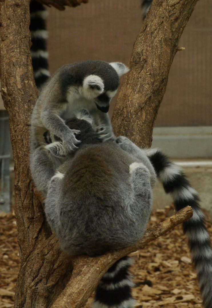 Kattas im Rostocker Zoo - Studie