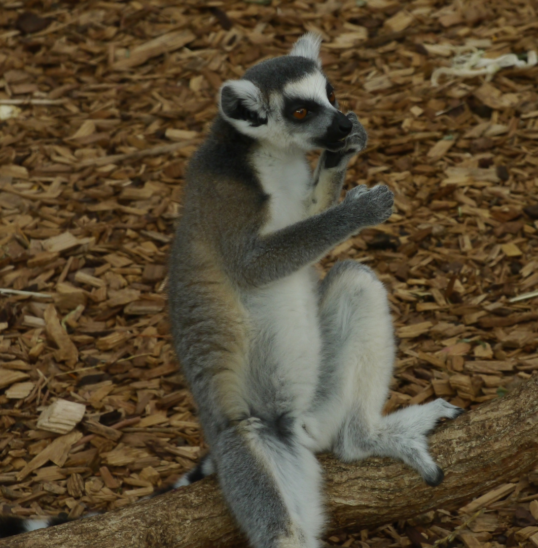 Kattas im Rostocker Zoo - Studie