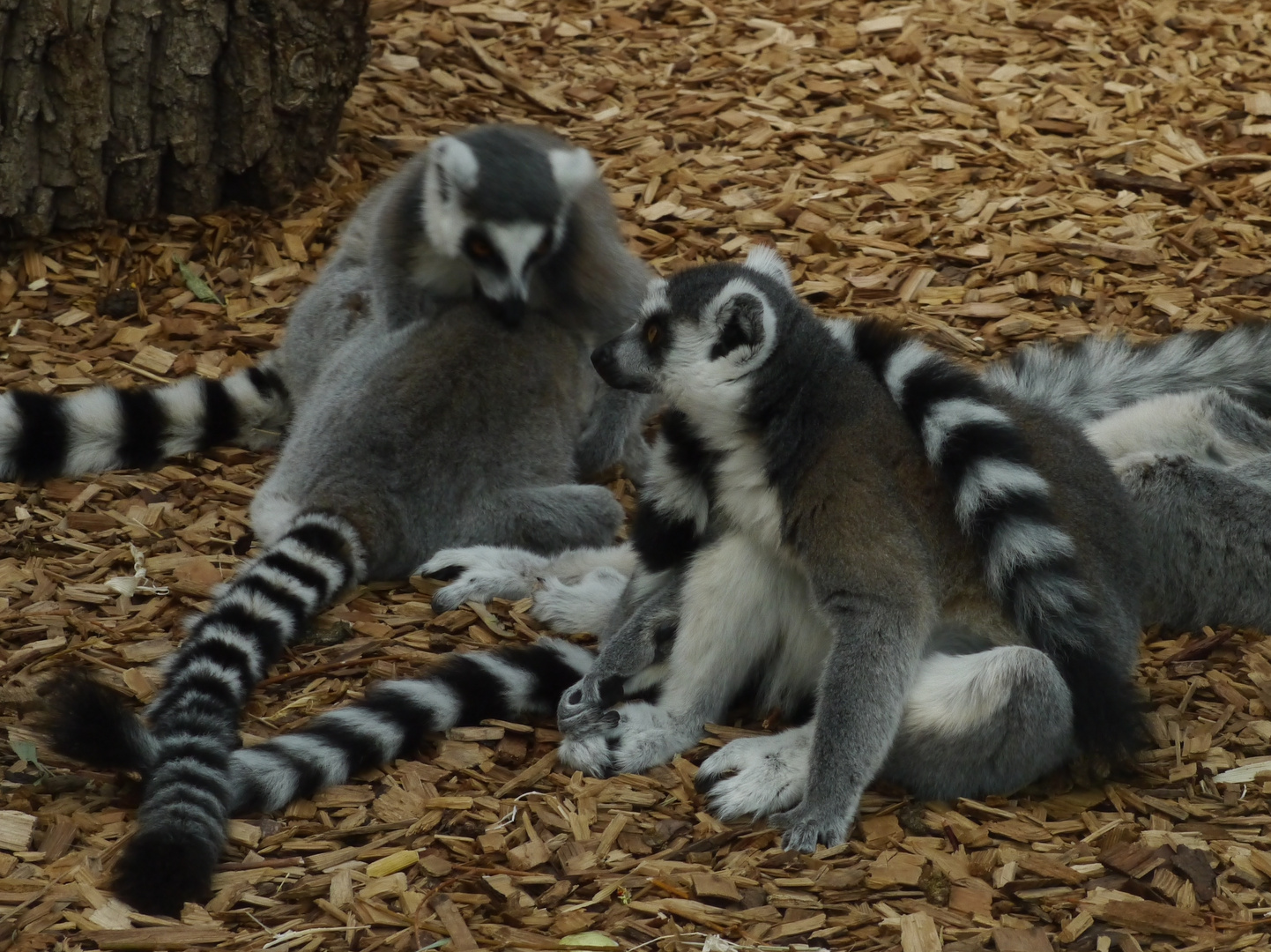 Kattas im Rostocker Zoo - Studie