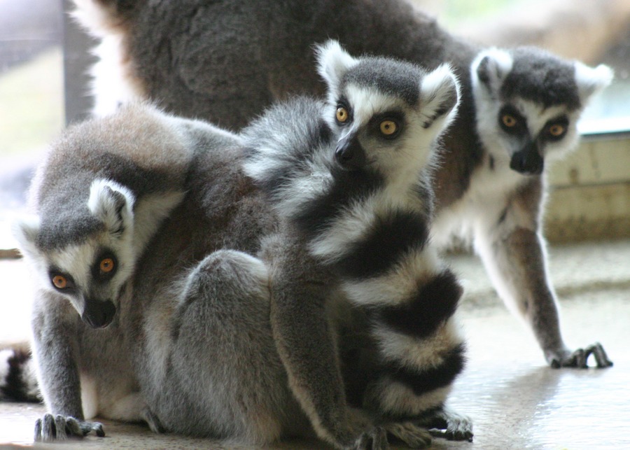 Kattas im Zoo Karlsruhe