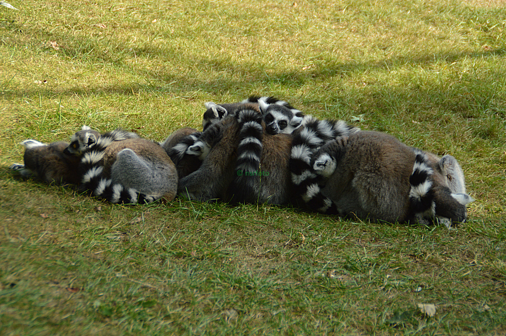 Kattas "in Ruhestellung"