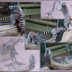 Kattas (Lemur Catta)