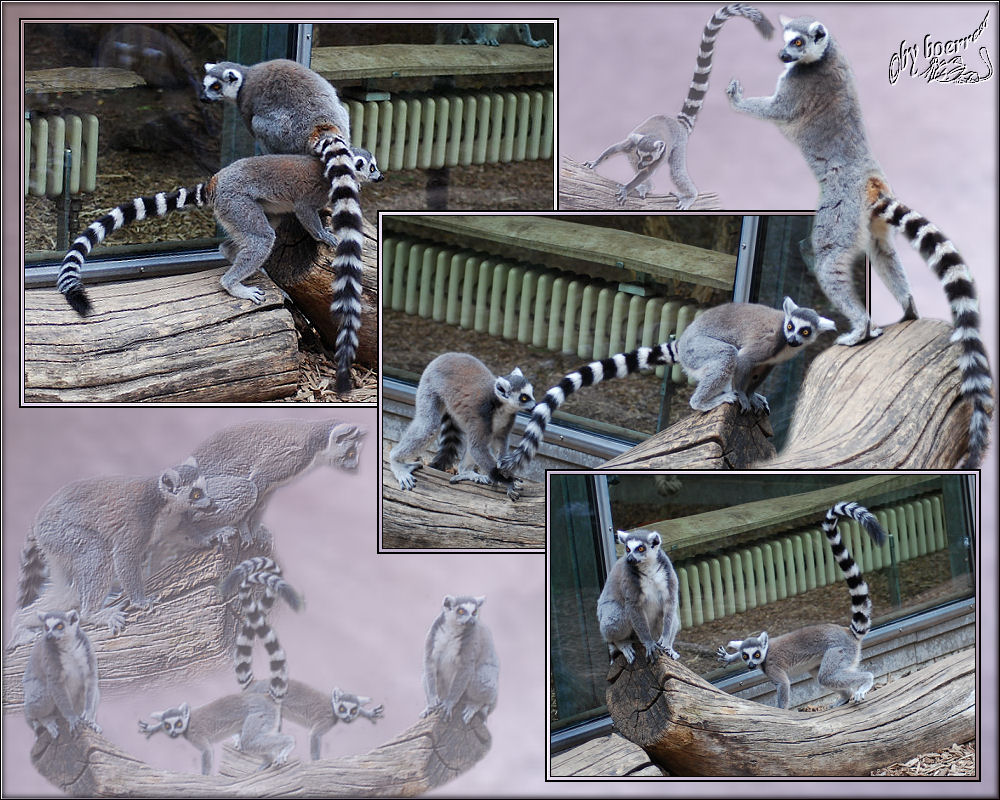 Kattas (Lemur Catta)