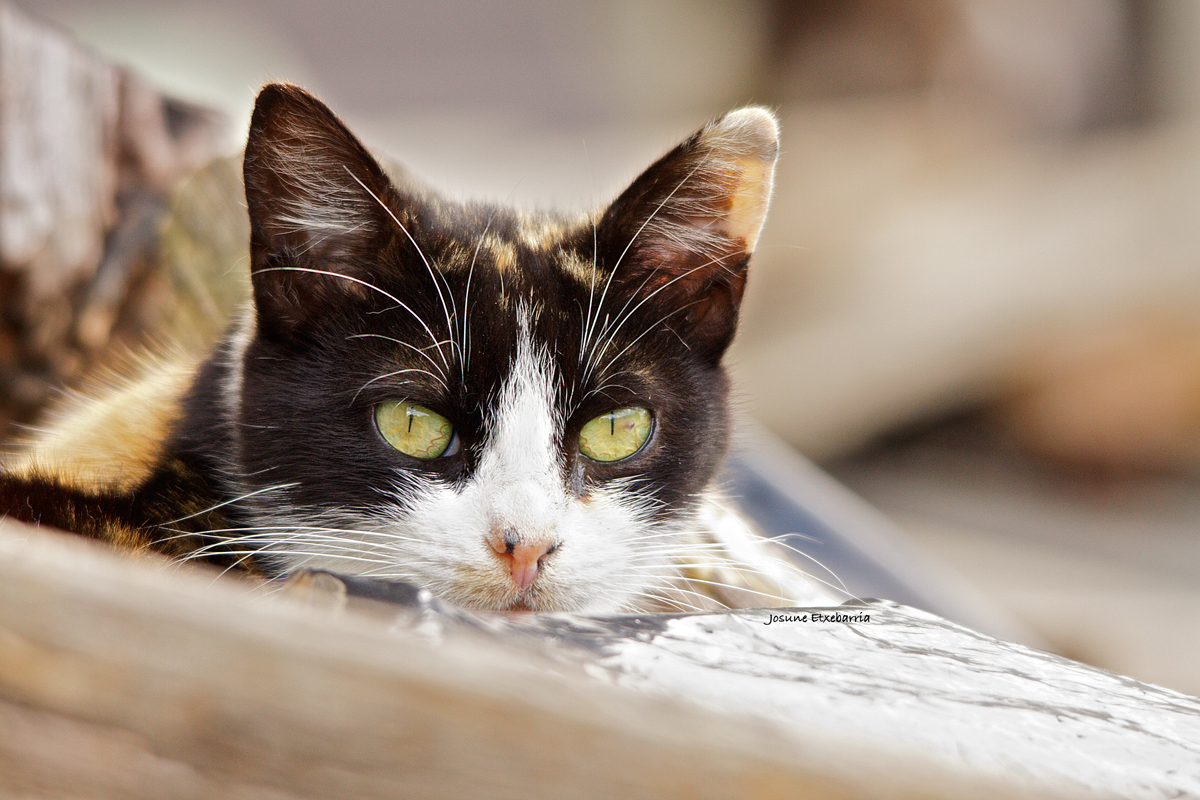 Katua / El gato (Dedicada a GRA)