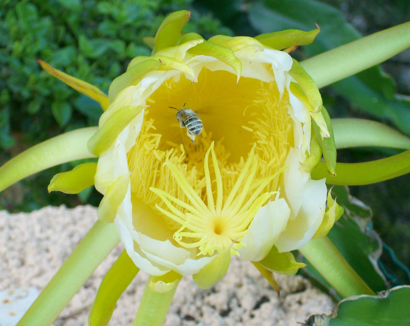 Katusblüte als Nahrungsquelle