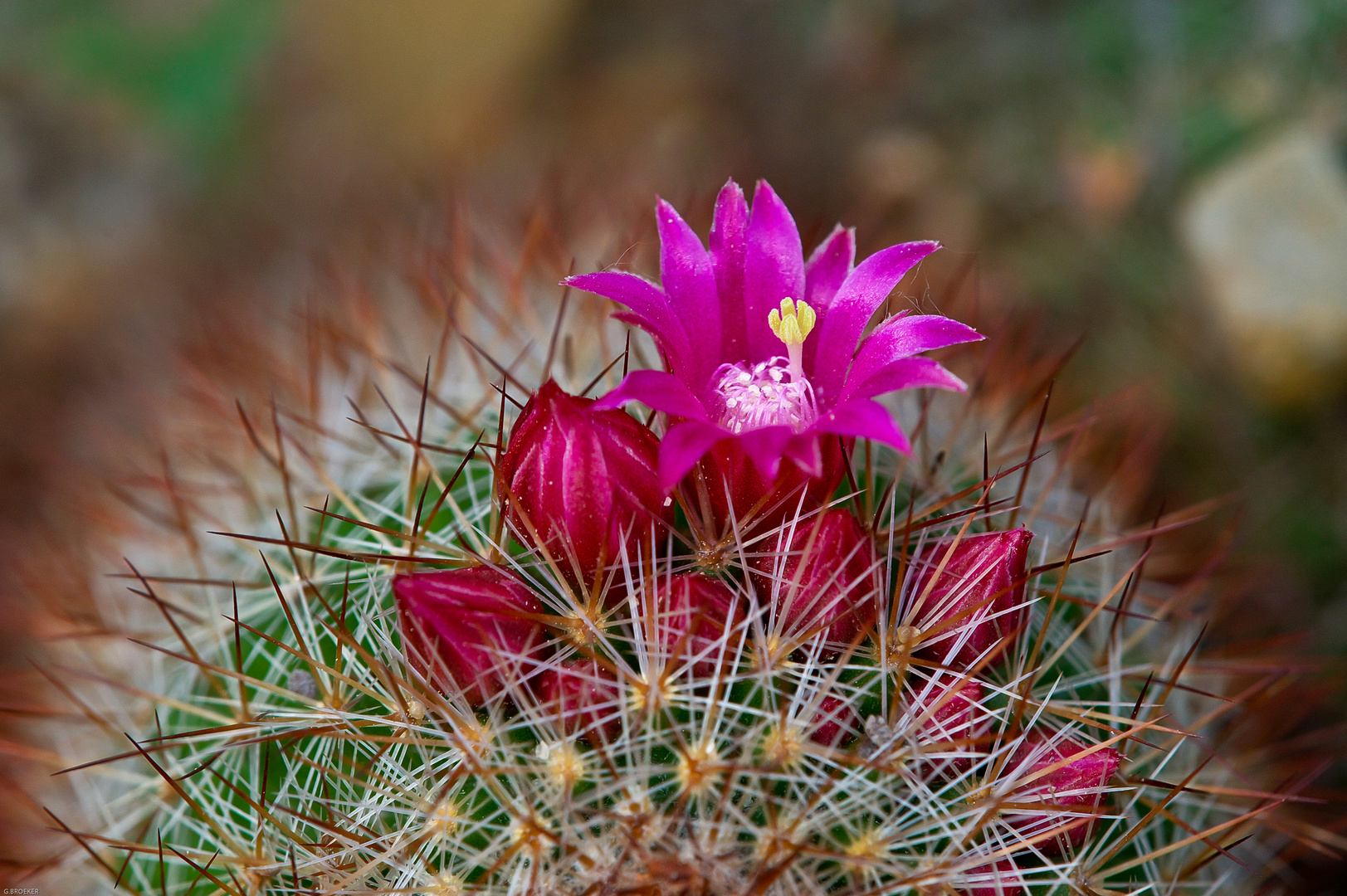 katusblüte aus südamerika