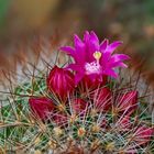 katusblüte aus südamerika