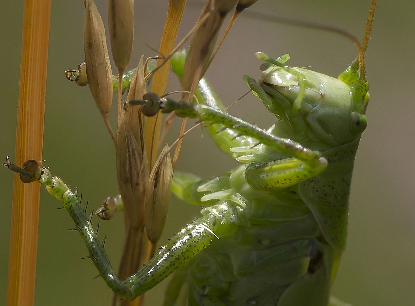 Katydid