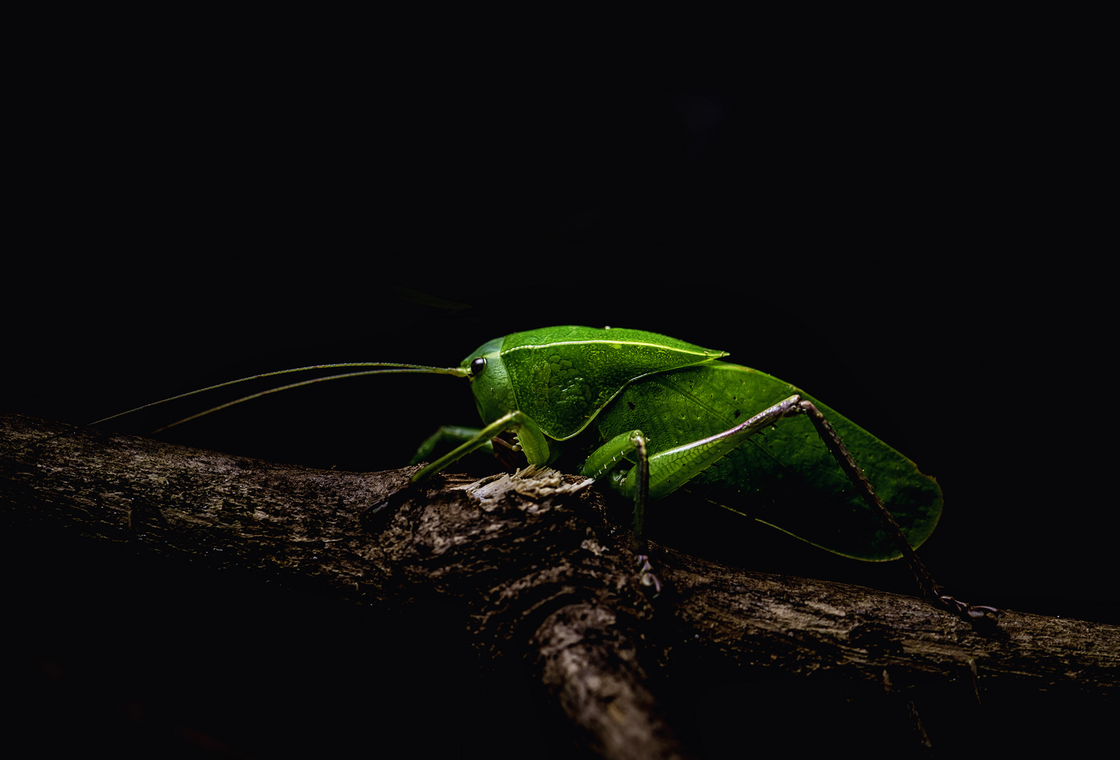 Katydid - Makro