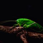 Katydid - Makro