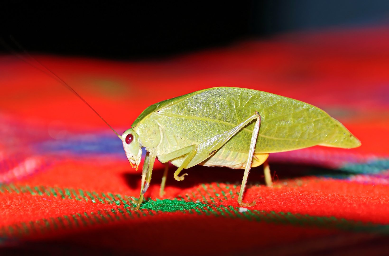 Katydid,Catoptropteryx aurita