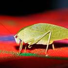 Katydid,Catoptropteryx aurita