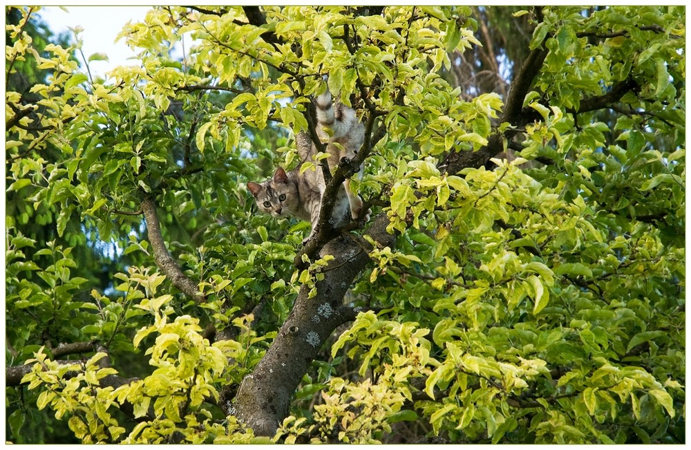 "Katz im Baum"