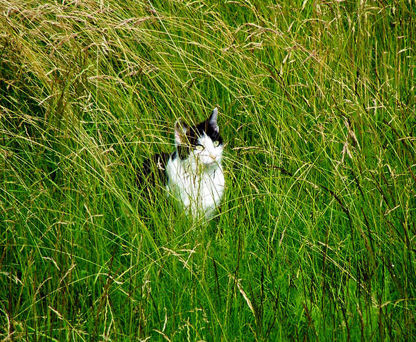 Katz im Gras