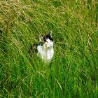 Katz im Gras