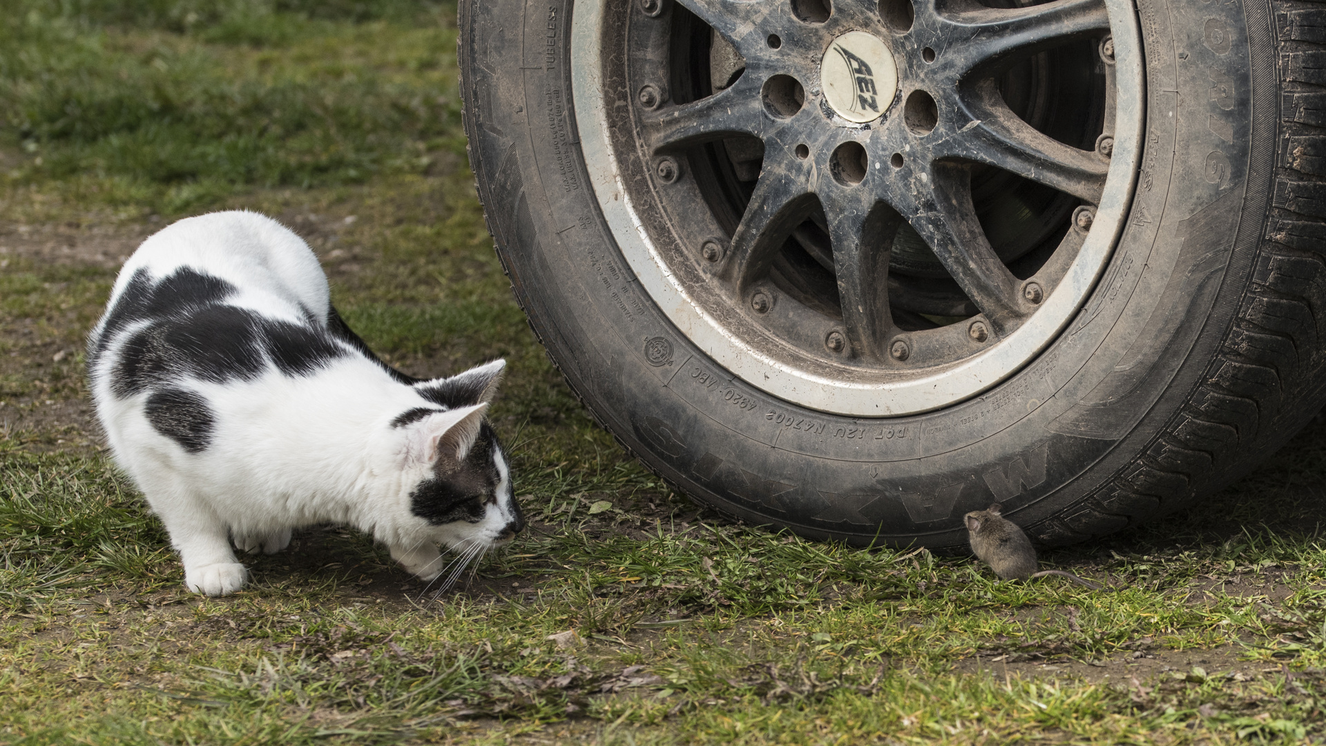 Katz & Maus