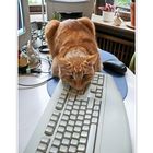 Katz, Maus und Tastatur