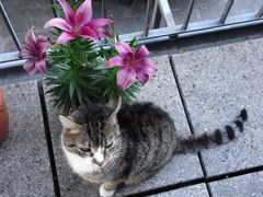 Katz un Bloom