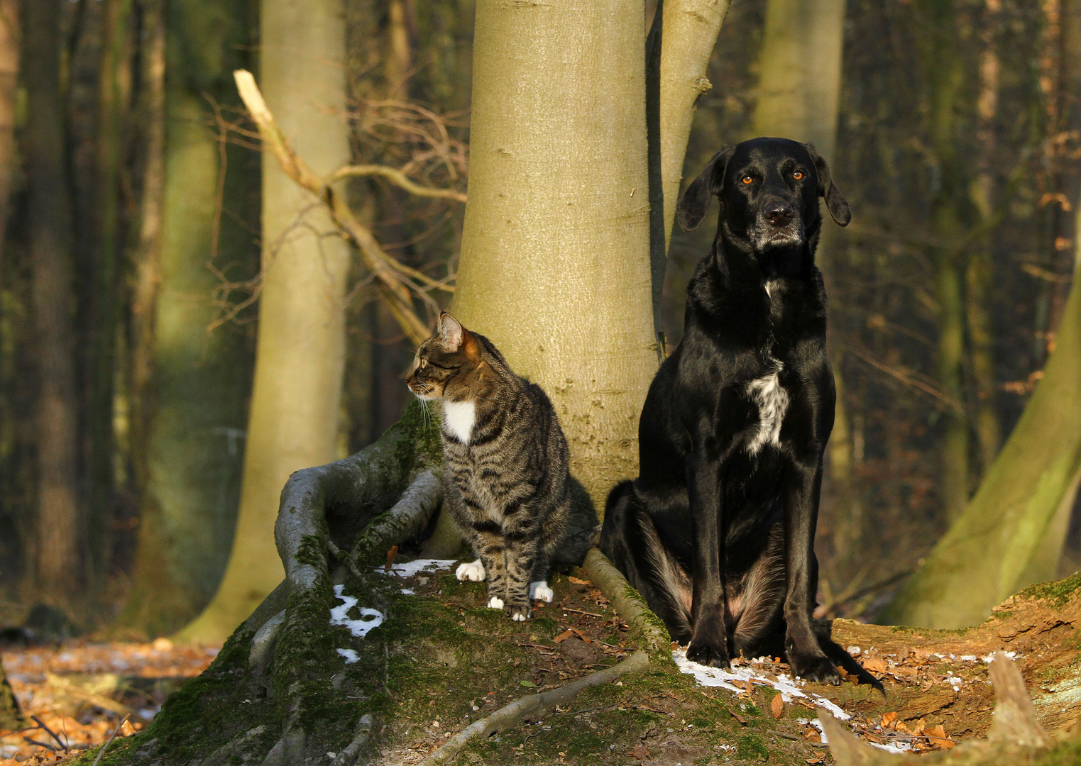 * Katz' und Hund...