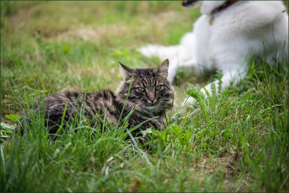 Katz und Hund...