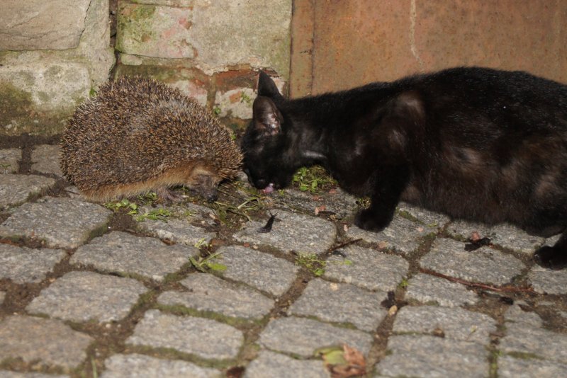 Katz und Igel