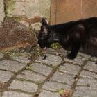 Katz und Igel