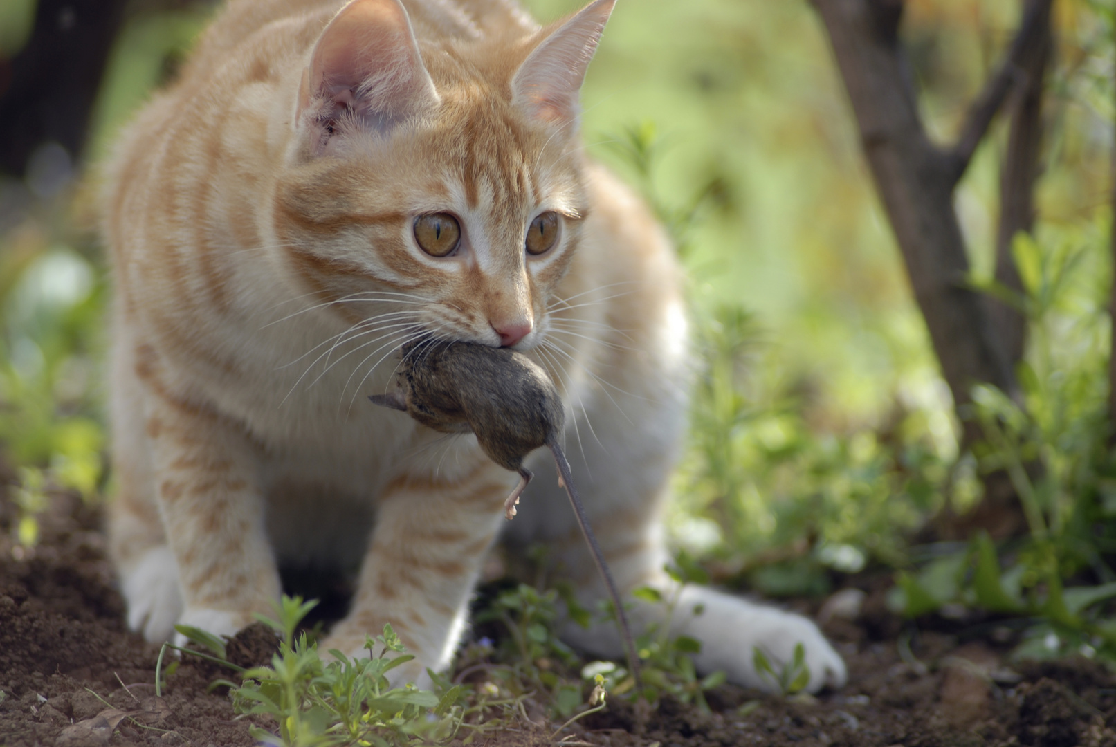 Katz und Maus 