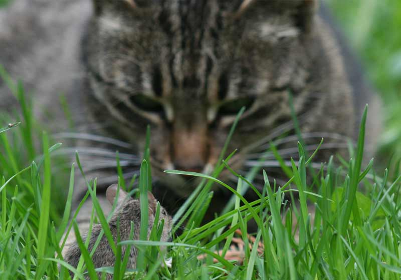 Katz und Maus 2