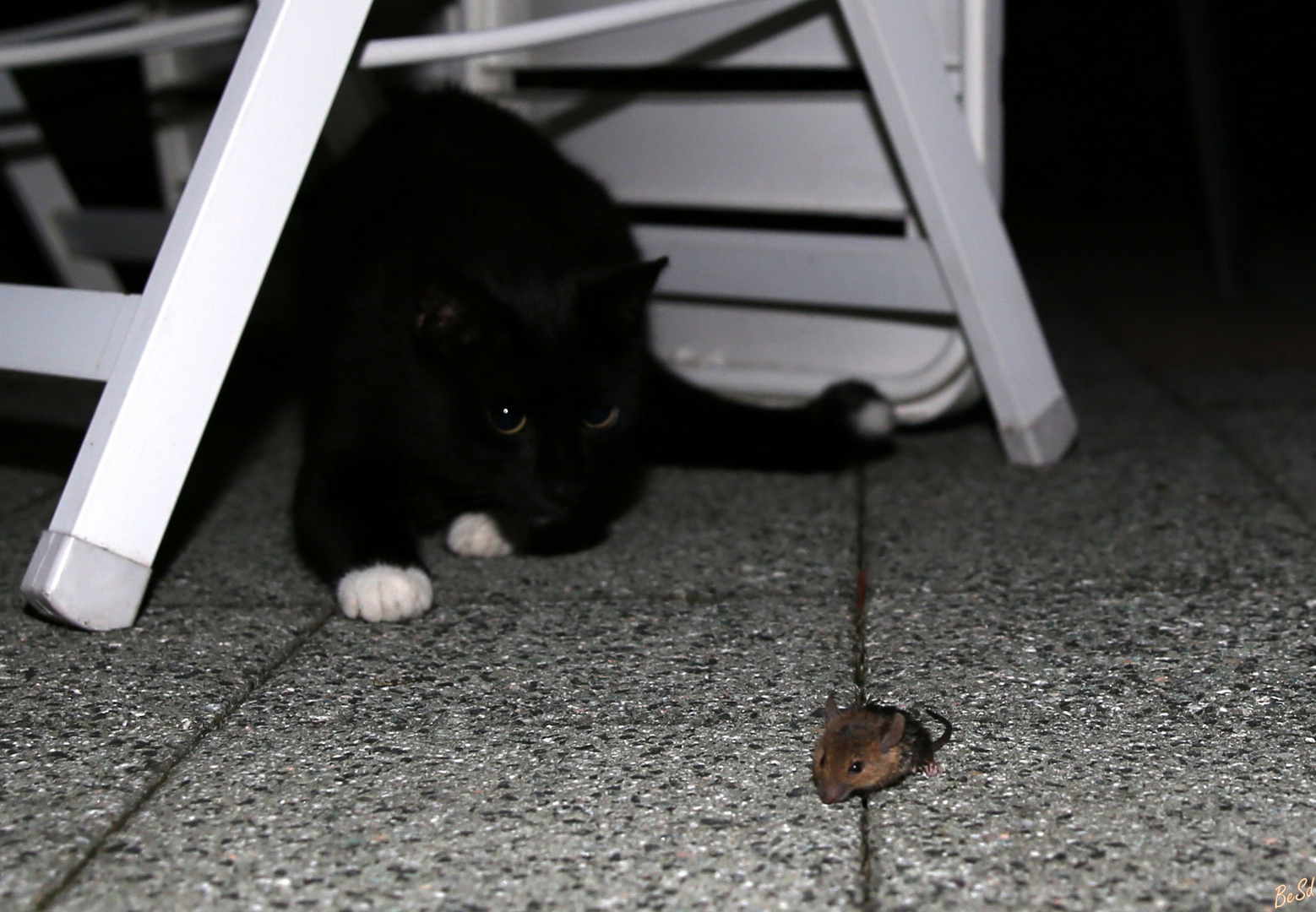 Katz und Maus....