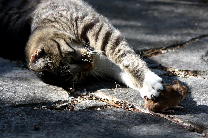 Katz und Maus