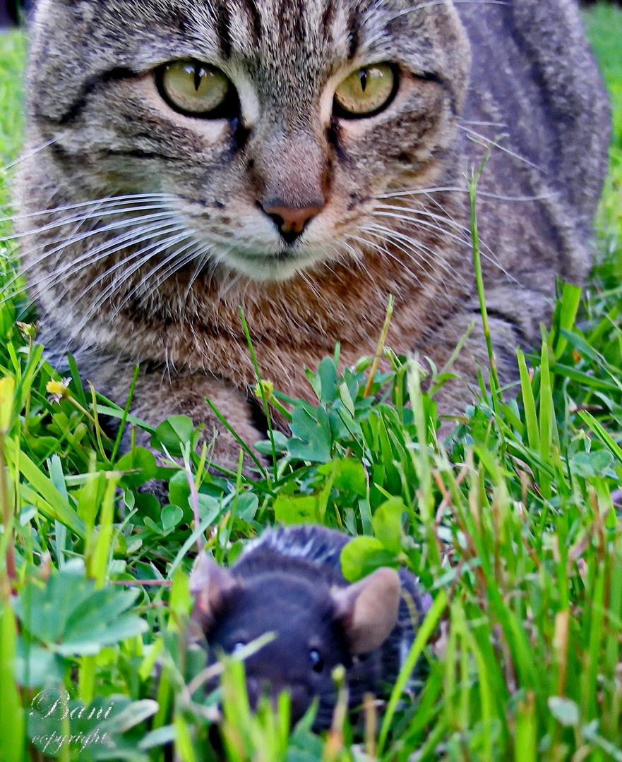 Katz und Maus