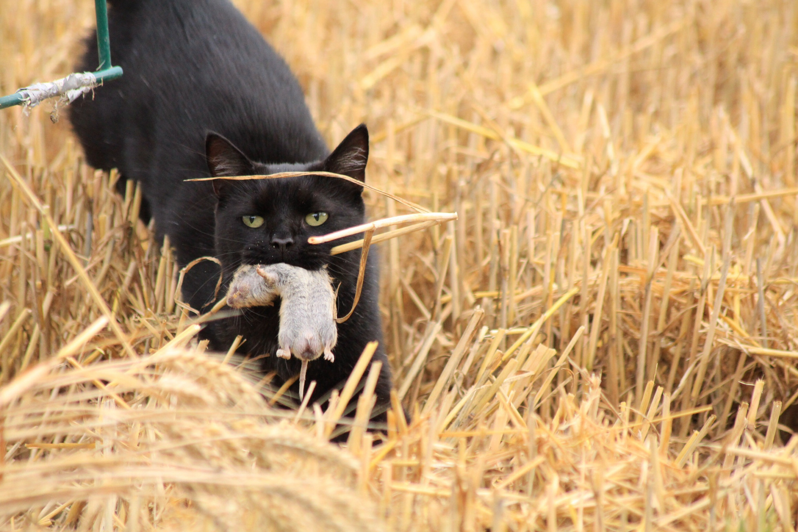 Katz und Maus