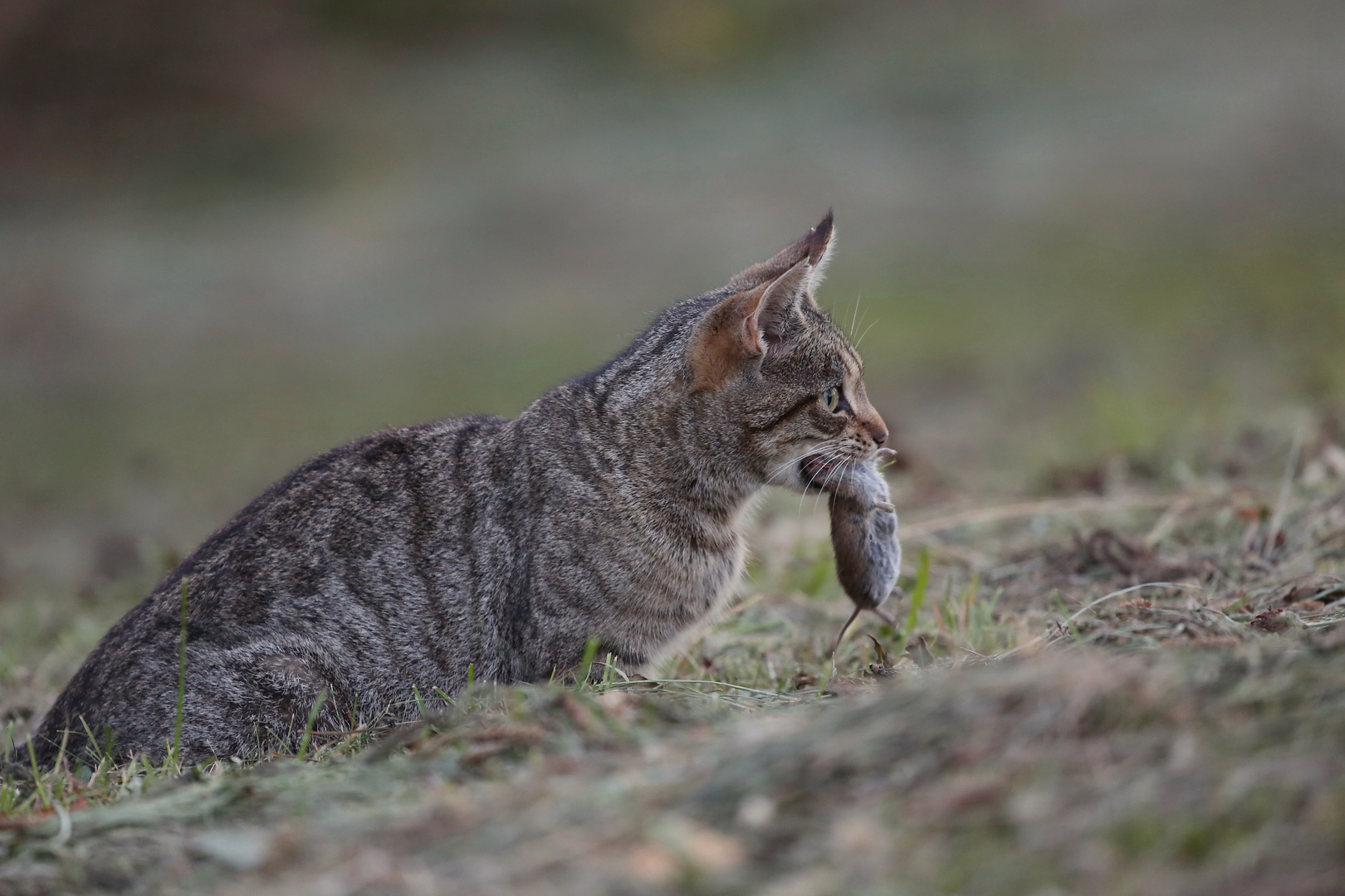 Katz und Maus