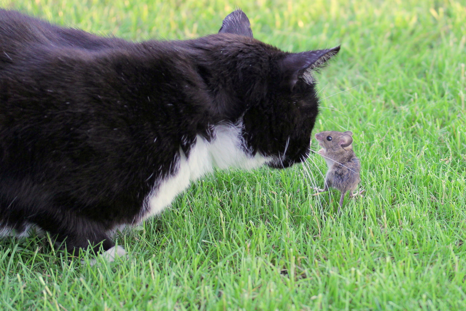 Katz und Maus