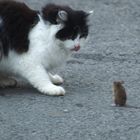 Katz und Maus