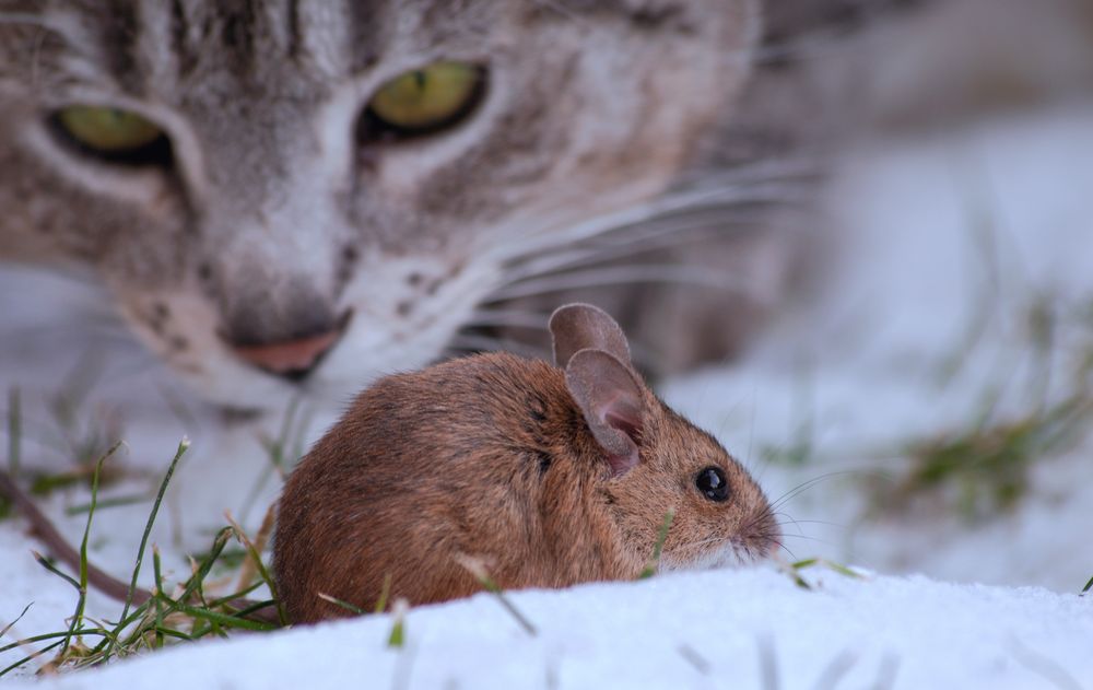 Katz And Maus Katz And Maus