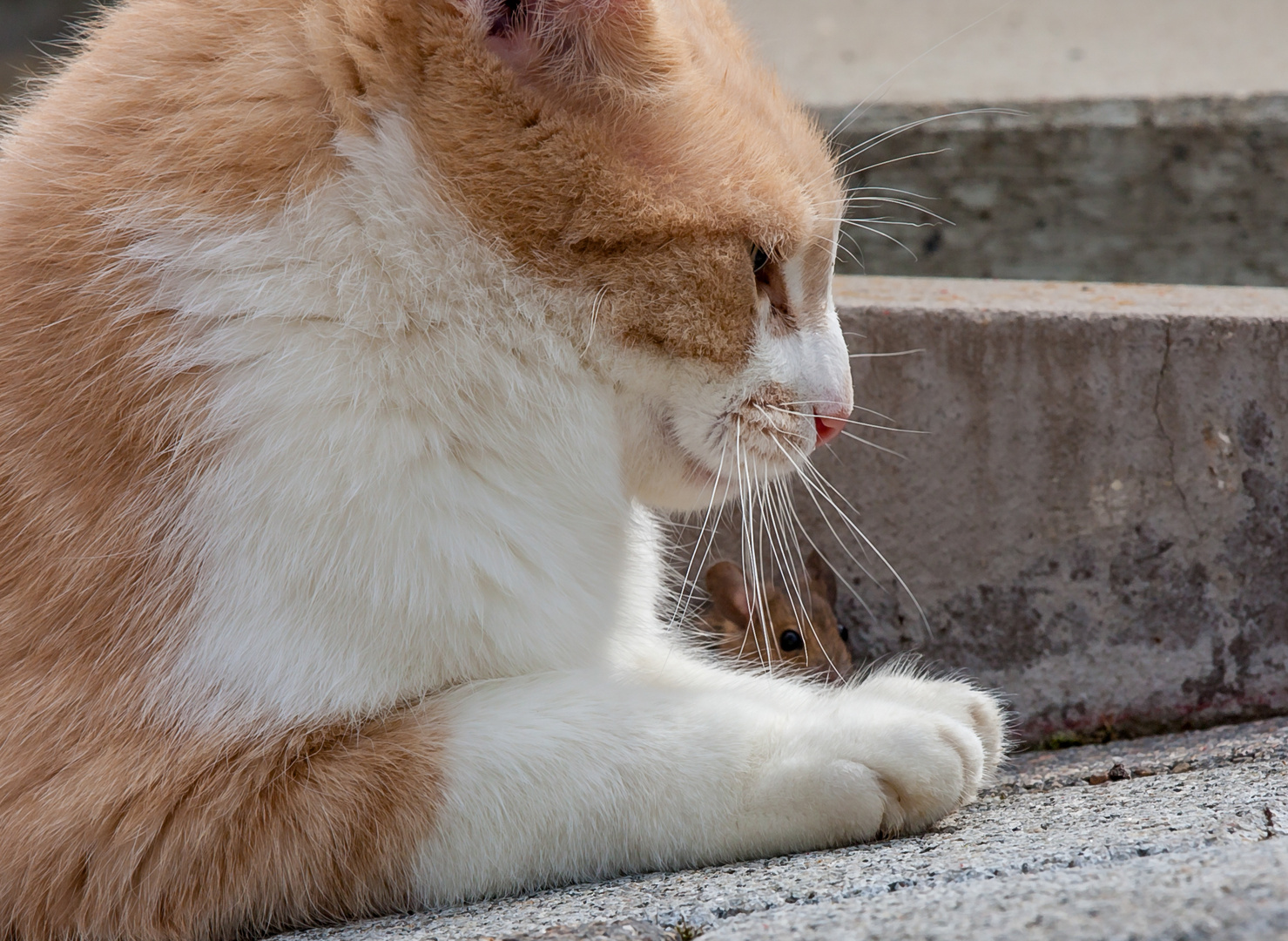 Katz und Maus 