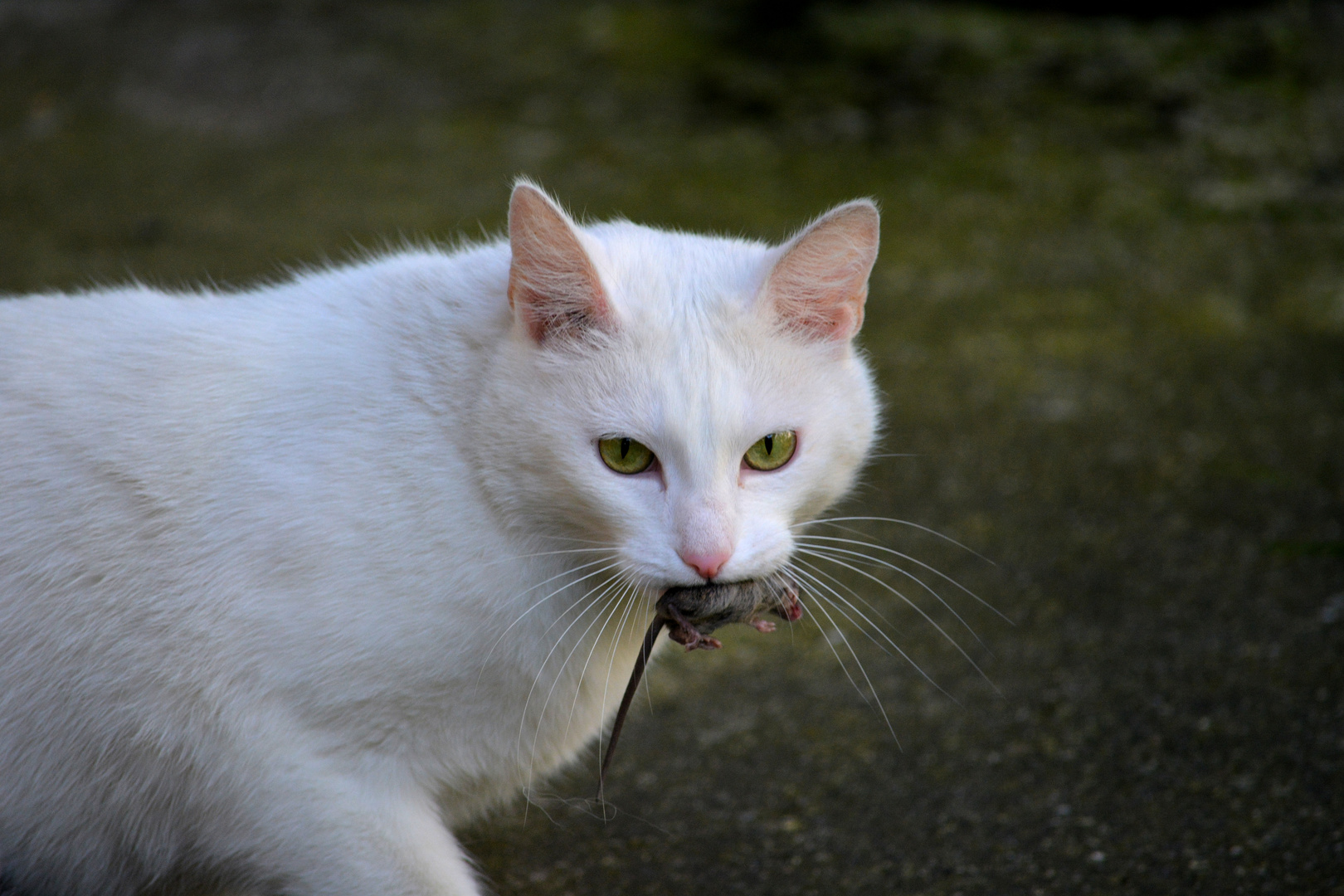 Katz und Maus