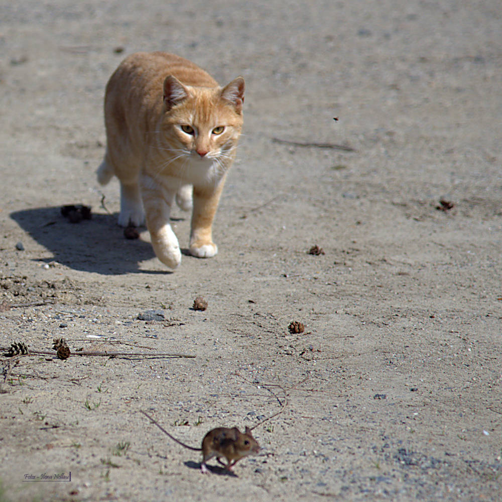 Katz und Maus