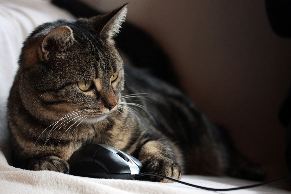 Katz Und Maus Online Katz Und Maus Online